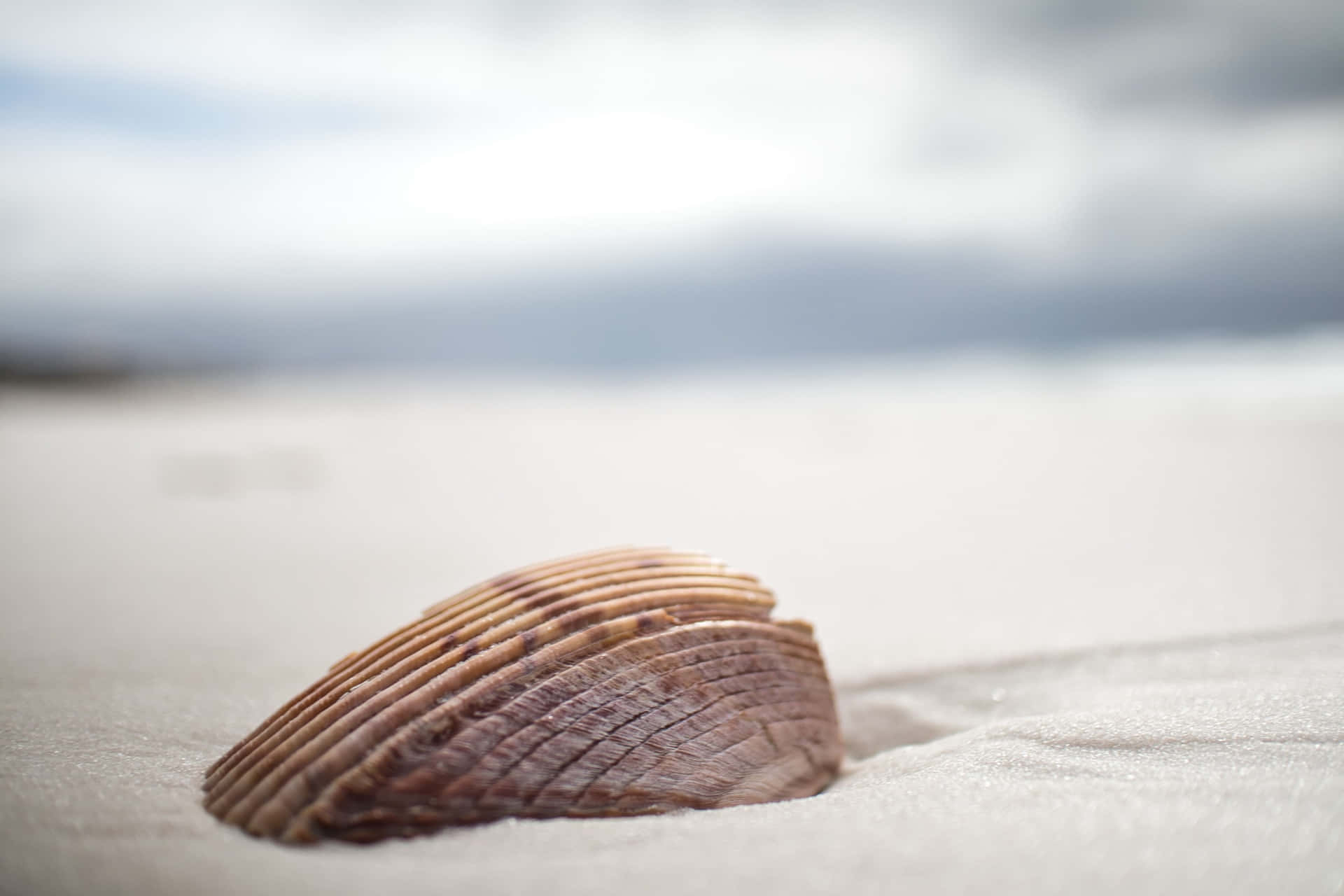 Brown Seashell On White Sand Wallpaper