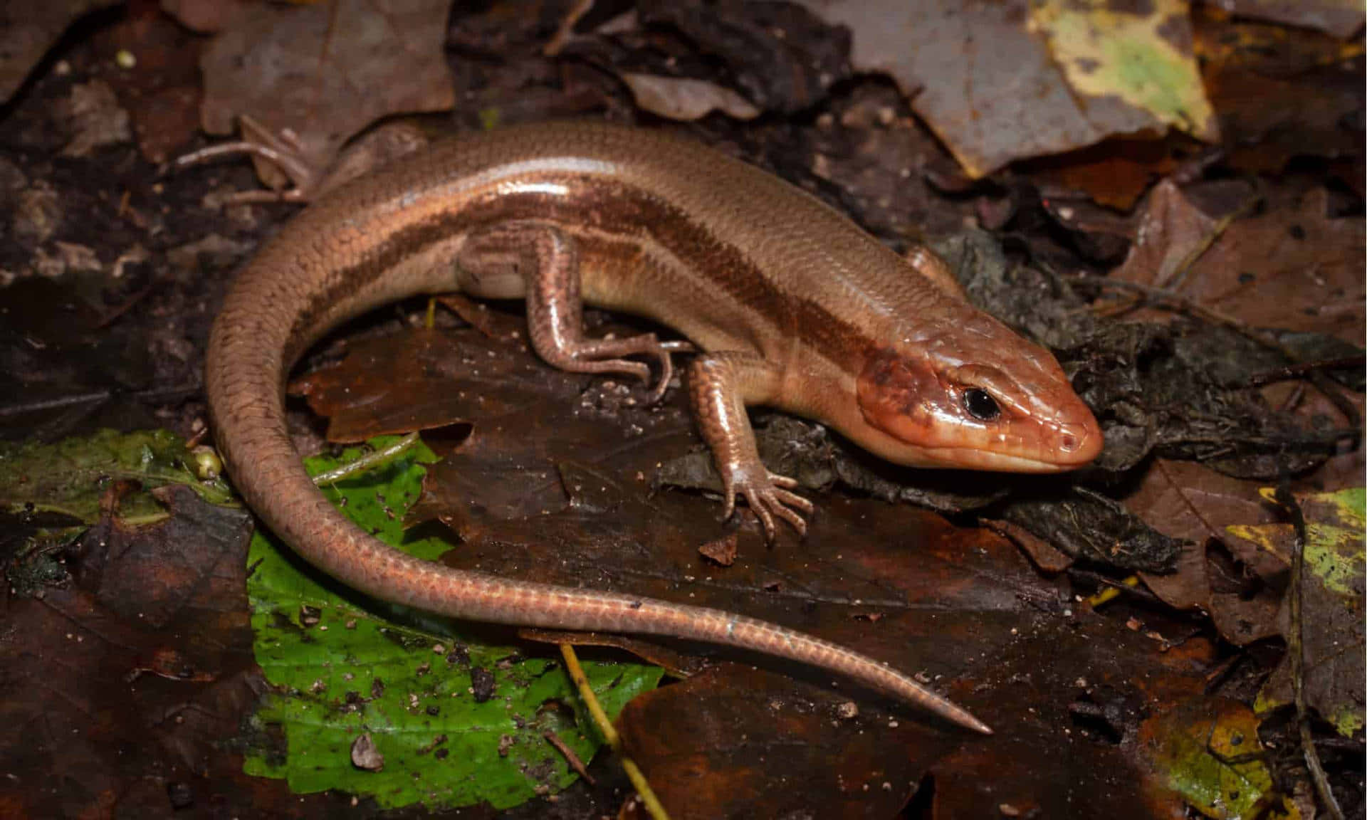 Bruine Skink In Natuurlijke Habitat Achtergrond