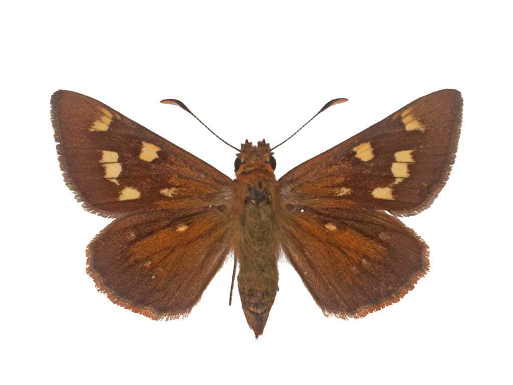 Brown Skipper Butterfly Isolated Wallpaper