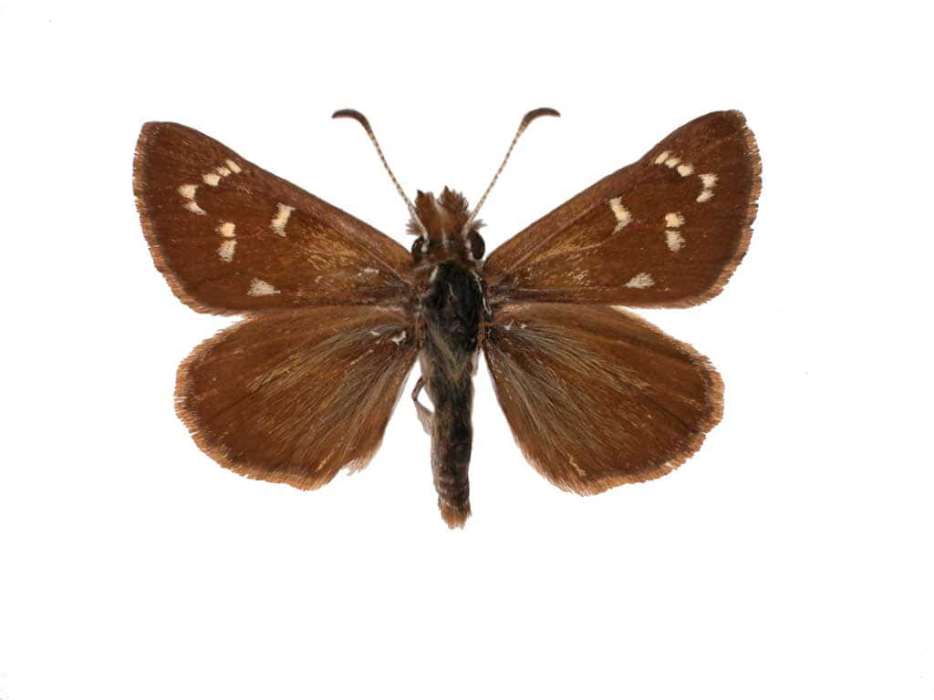 Brown Skipper Butterfly Specimen.jpg Wallpaper
