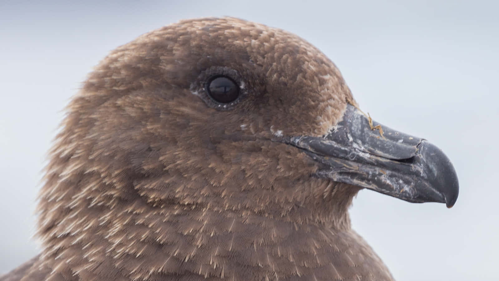 Potret Close Up Skua Coklat Wallpaper