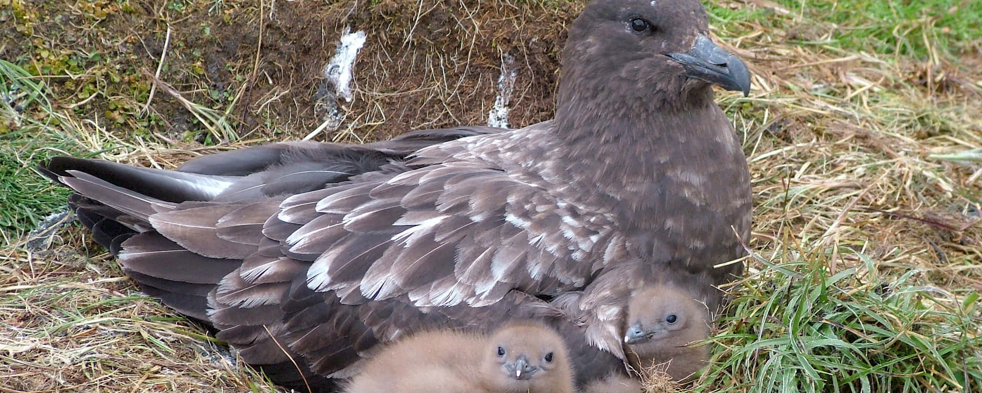 Brown Skua With Chicks Wallpaper