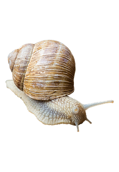 Brown Snail Black Background PNG