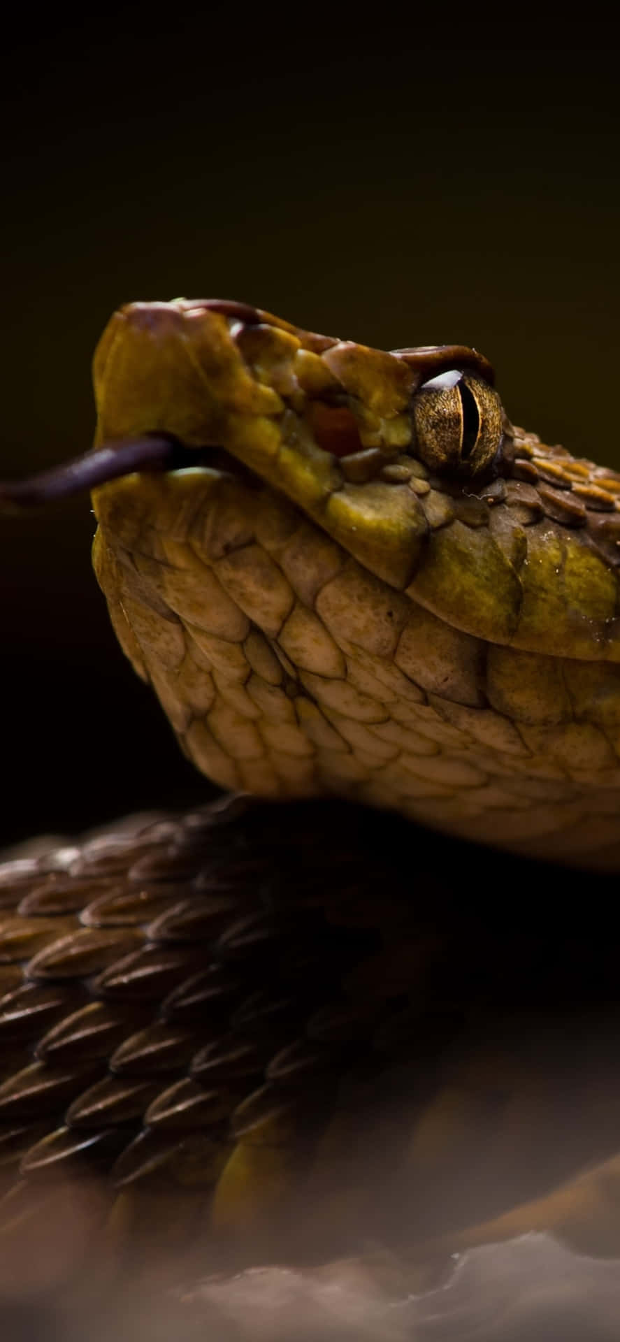 Close-up of a Stunning Brown Snake Wallpaper