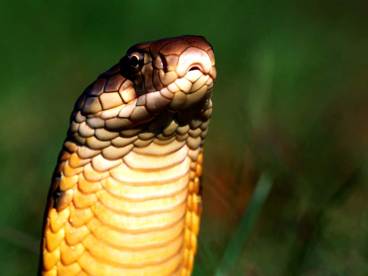 Vistacercana De Una Serpiente Marrón Hipnotizante En Su Hábitat Natural. Fondo de pantalla