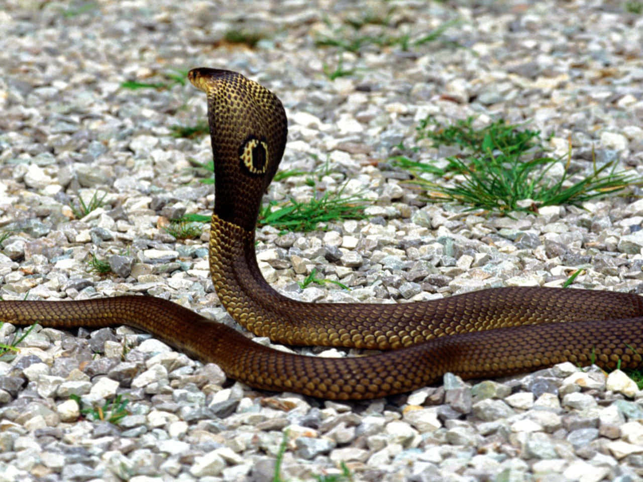 Close-Up of a Brown Snake in the Wild Wallpaper