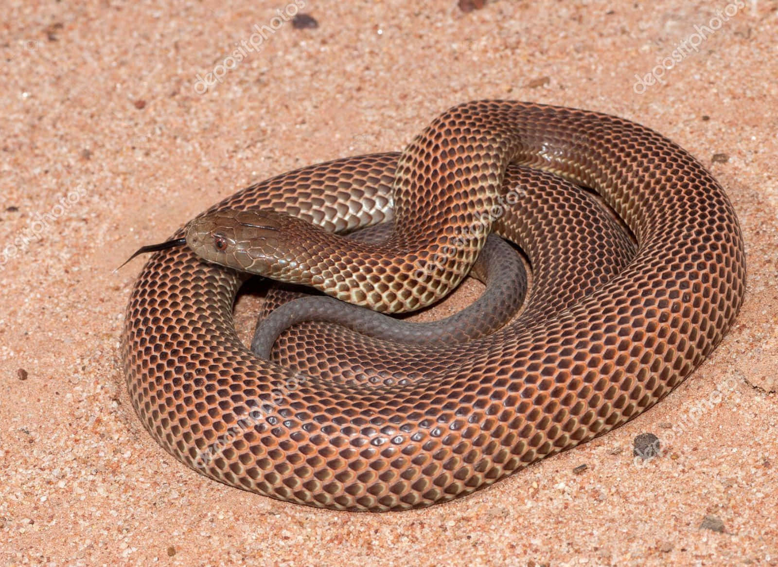 Close-up of a stunning Brown Snake in its natural habitat Wallpaper