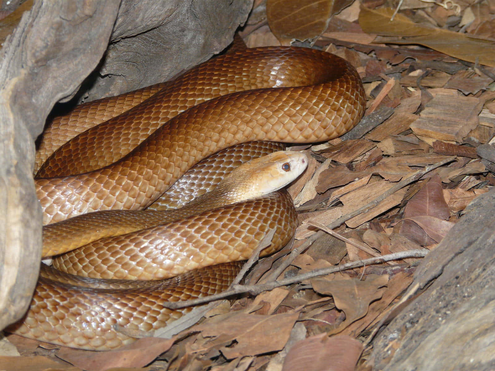 Close-up shot of a stunning Brown Snake in its natural habitat Wallpaper