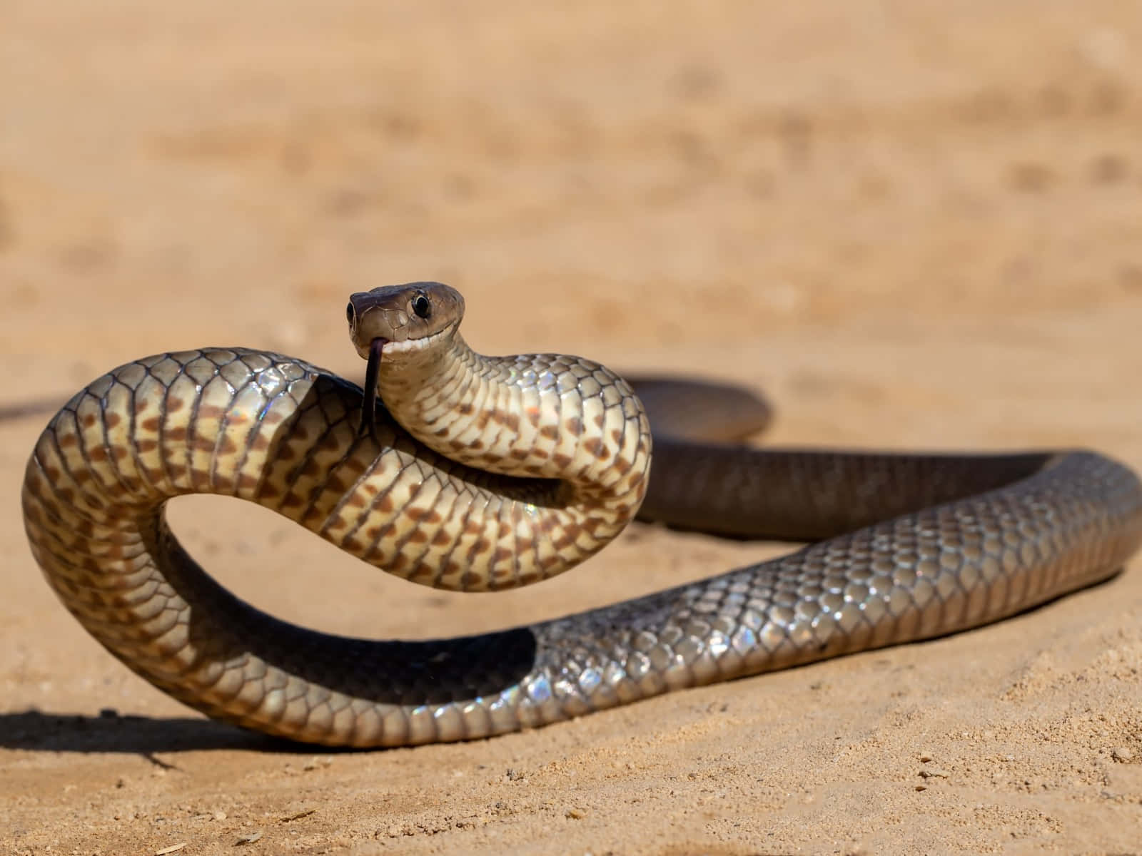 A close-up of an elegant brown snake in its natural habitat Wallpaper
