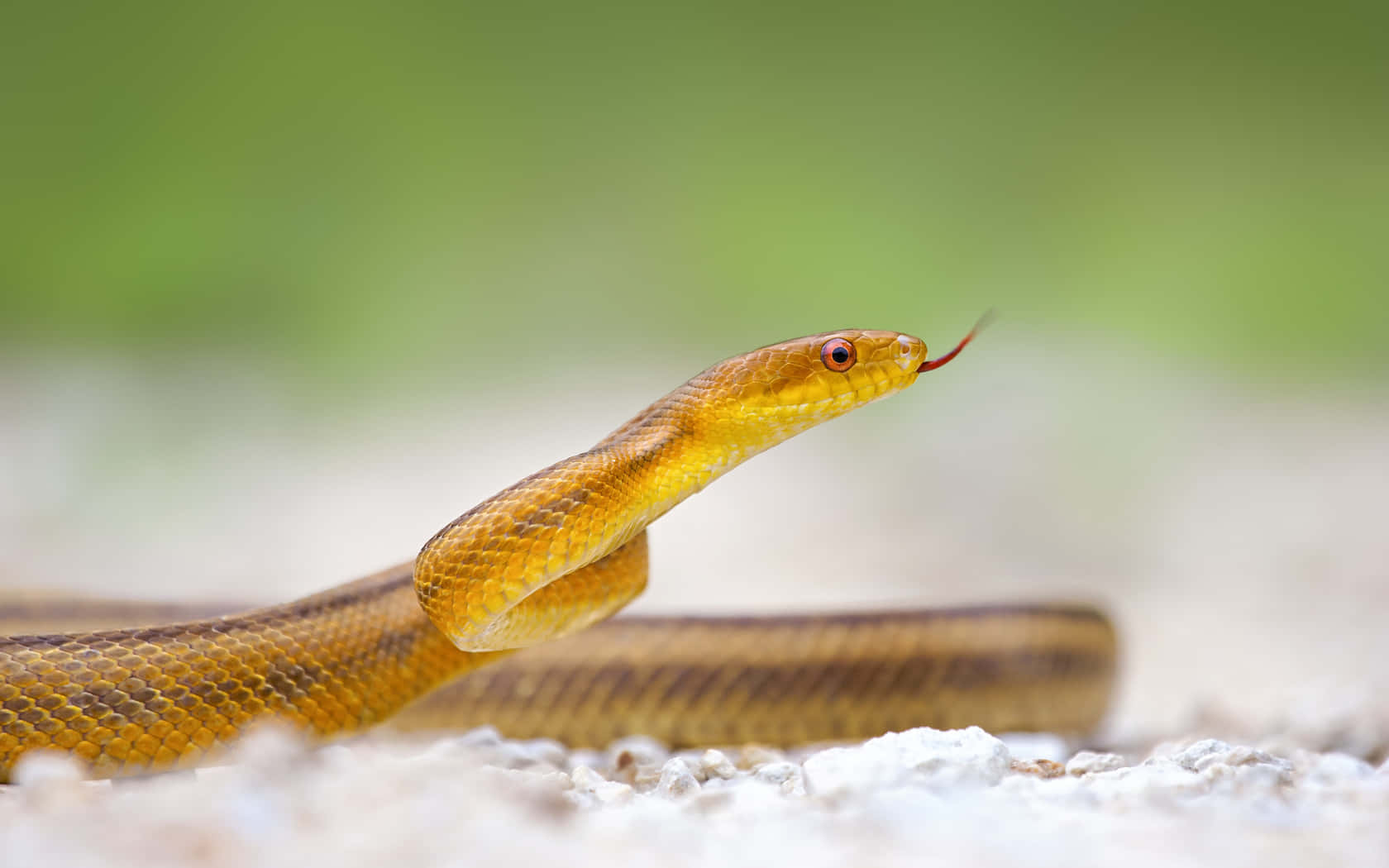 Slithering Brown Snake in the Wild Wallpaper