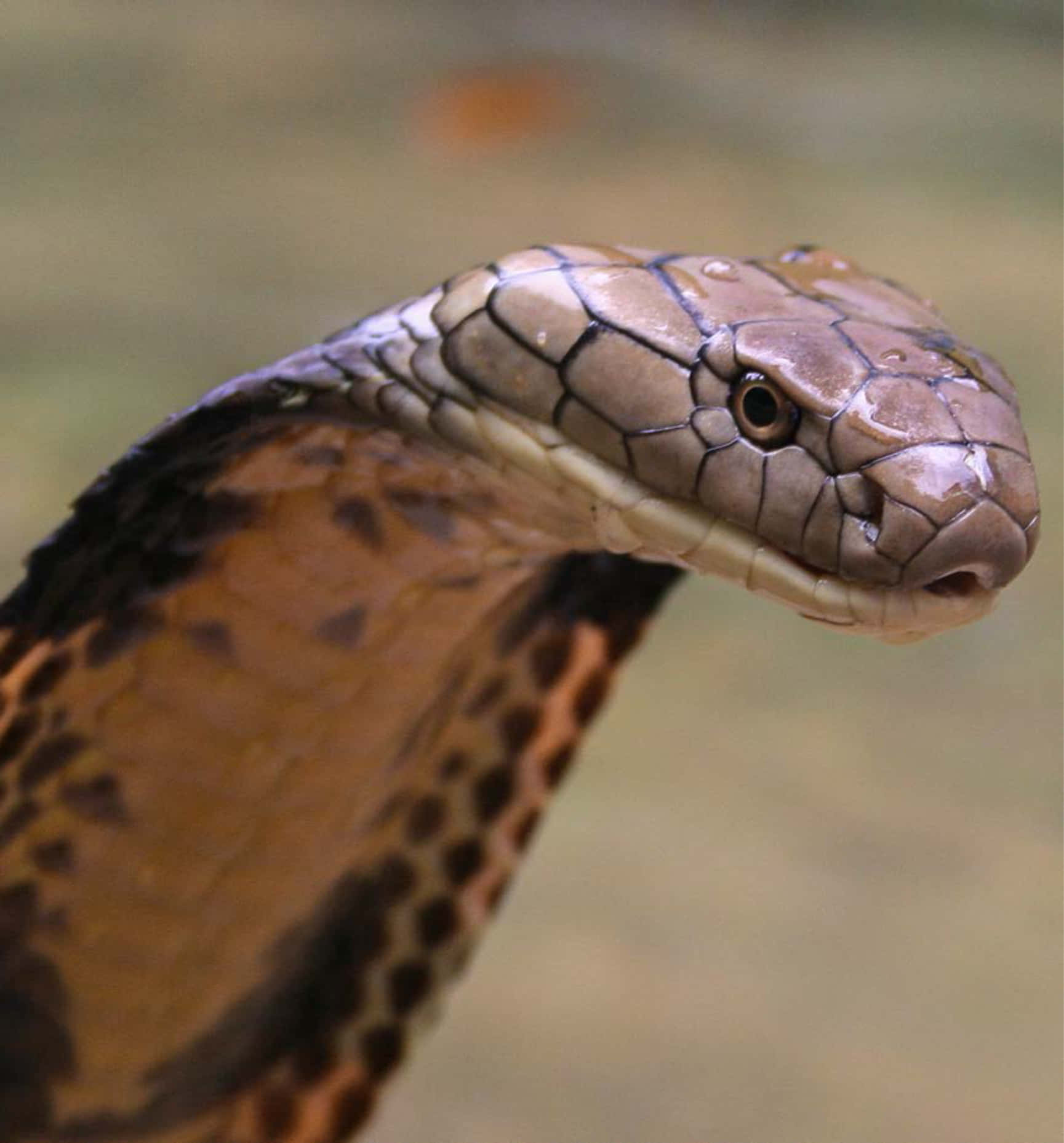 Close-up of a magnificent Brown Snake in its natural habitat Wallpaper
