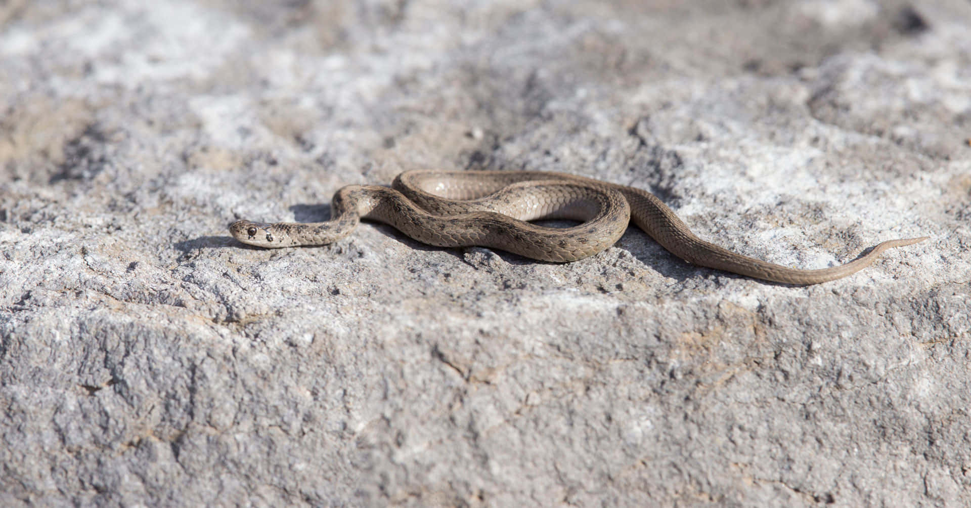 Imagende Cerca De Una Serpiente Marrón Deslizándose Elegantemente En La Naturaleza. Fondo de pantalla