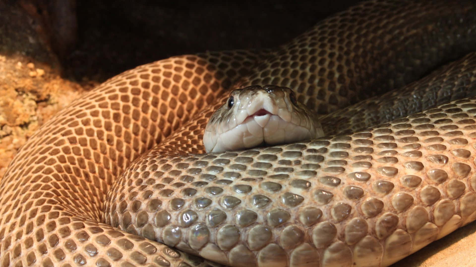 Stunning Close-Up of a Brown Snake Wallpaper