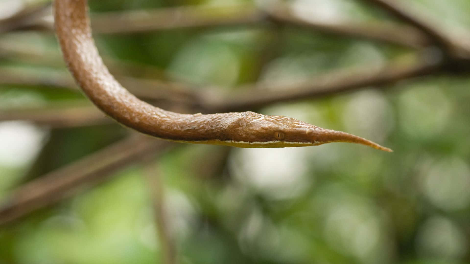 Brown Snake Close-up Wallpaper