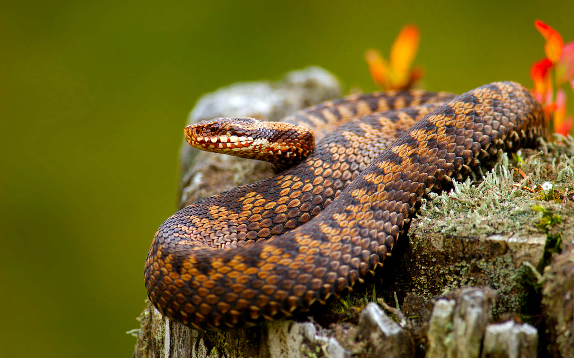 Close-up of a Stunning Brown Snake in its Natural Environment Wallpaper