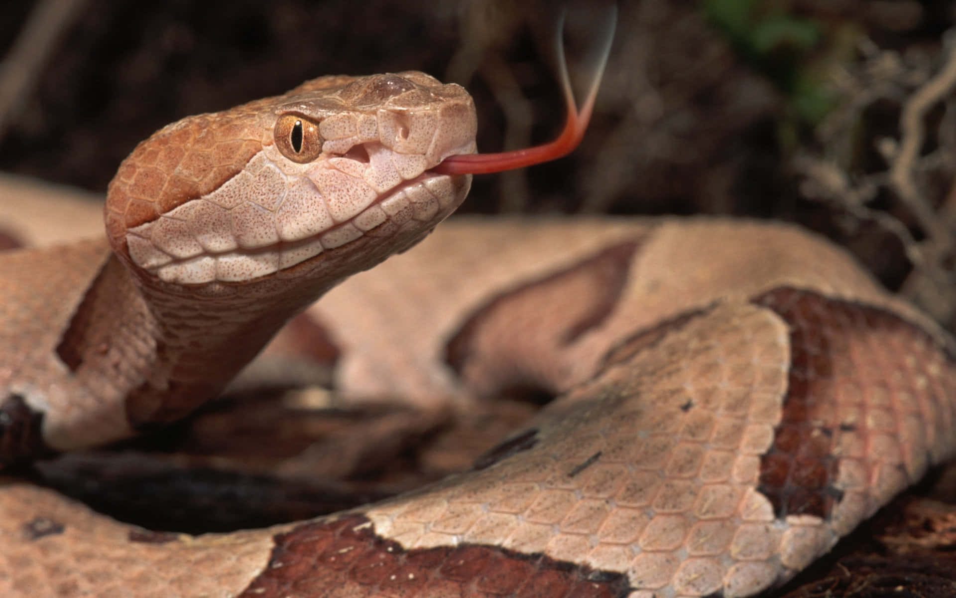 Stunning Close-up of a Brown Snake Wallpaper