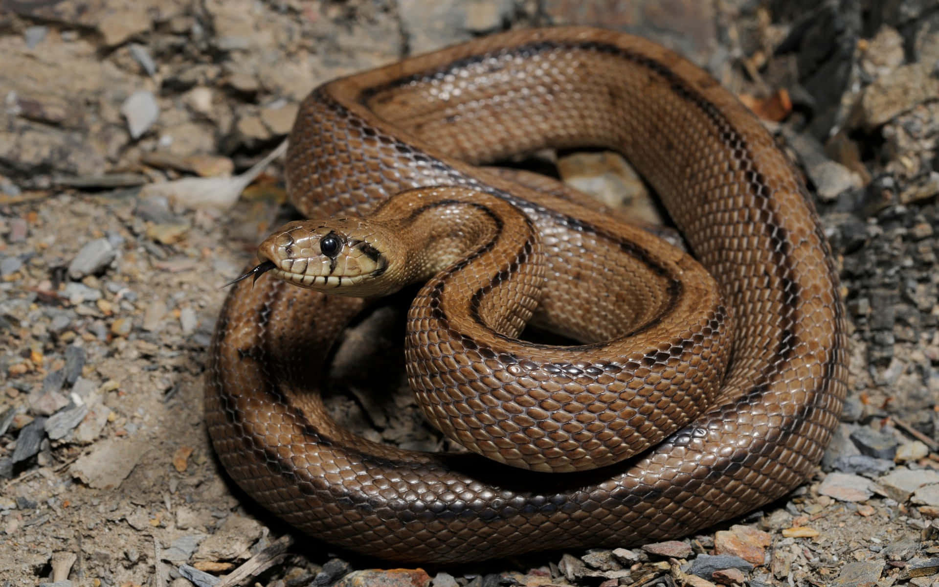 A Brown Snake in the wild showing its stunning detailed scales Wallpaper