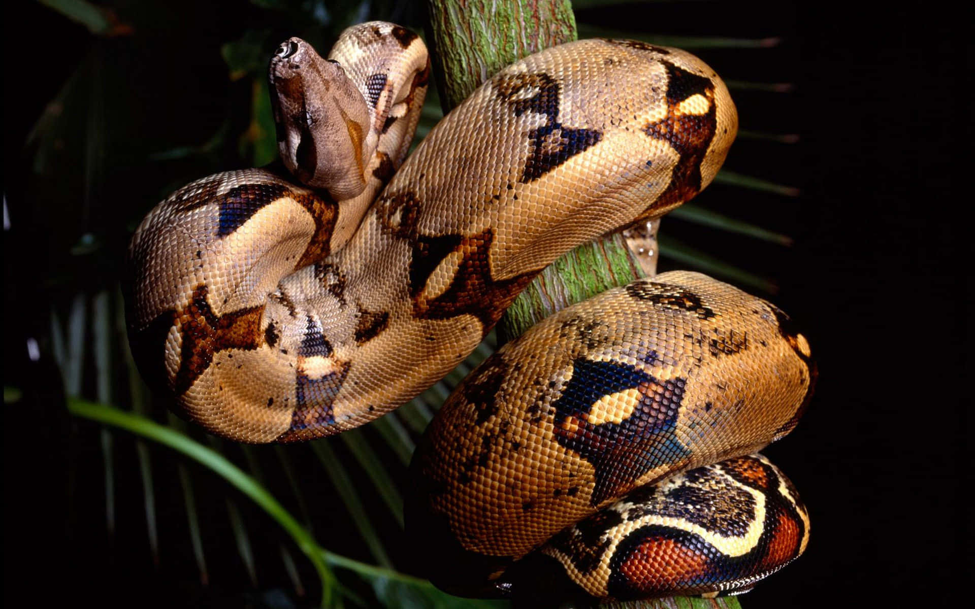 Close-up image of a Brown Snake in its natural habitat Wallpaper