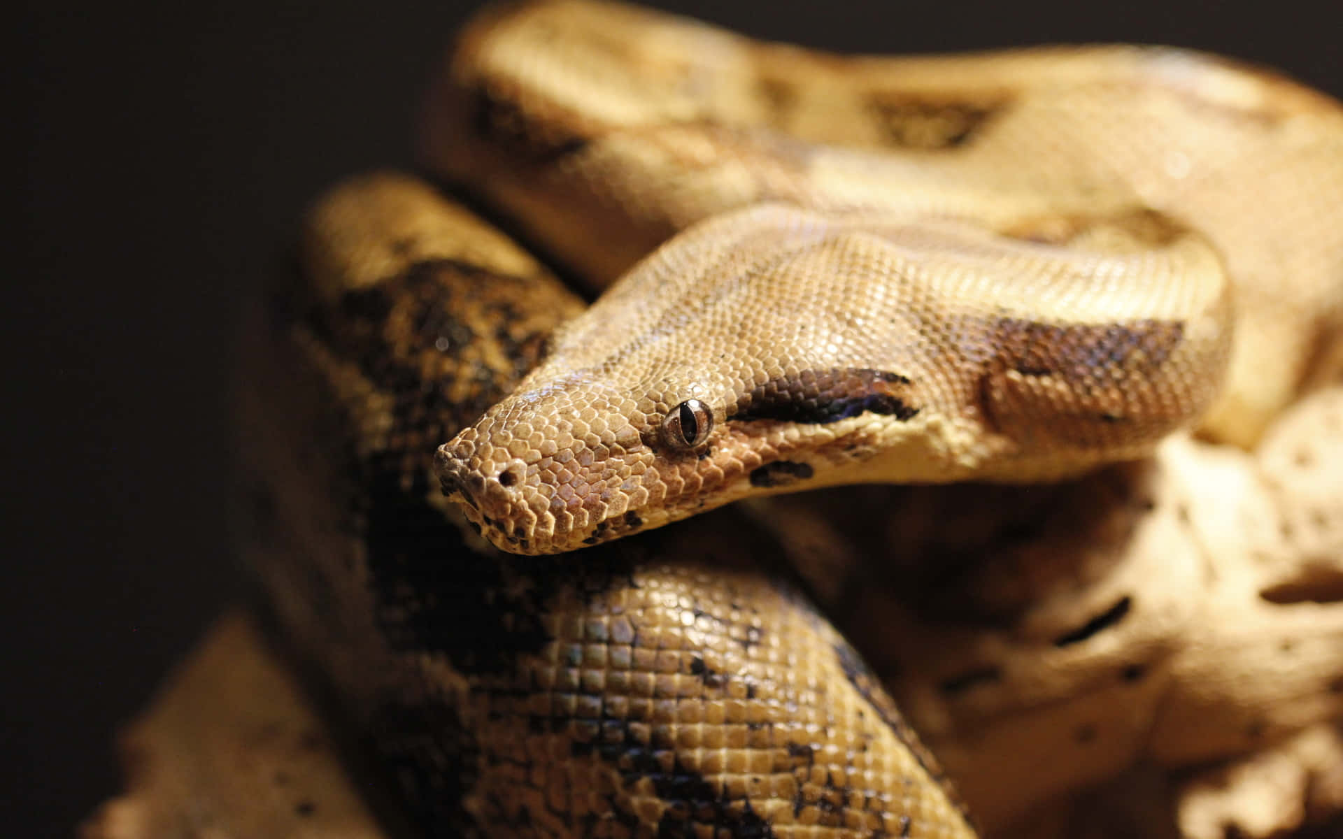 Stunning Brown Snake Close-up Wallpaper