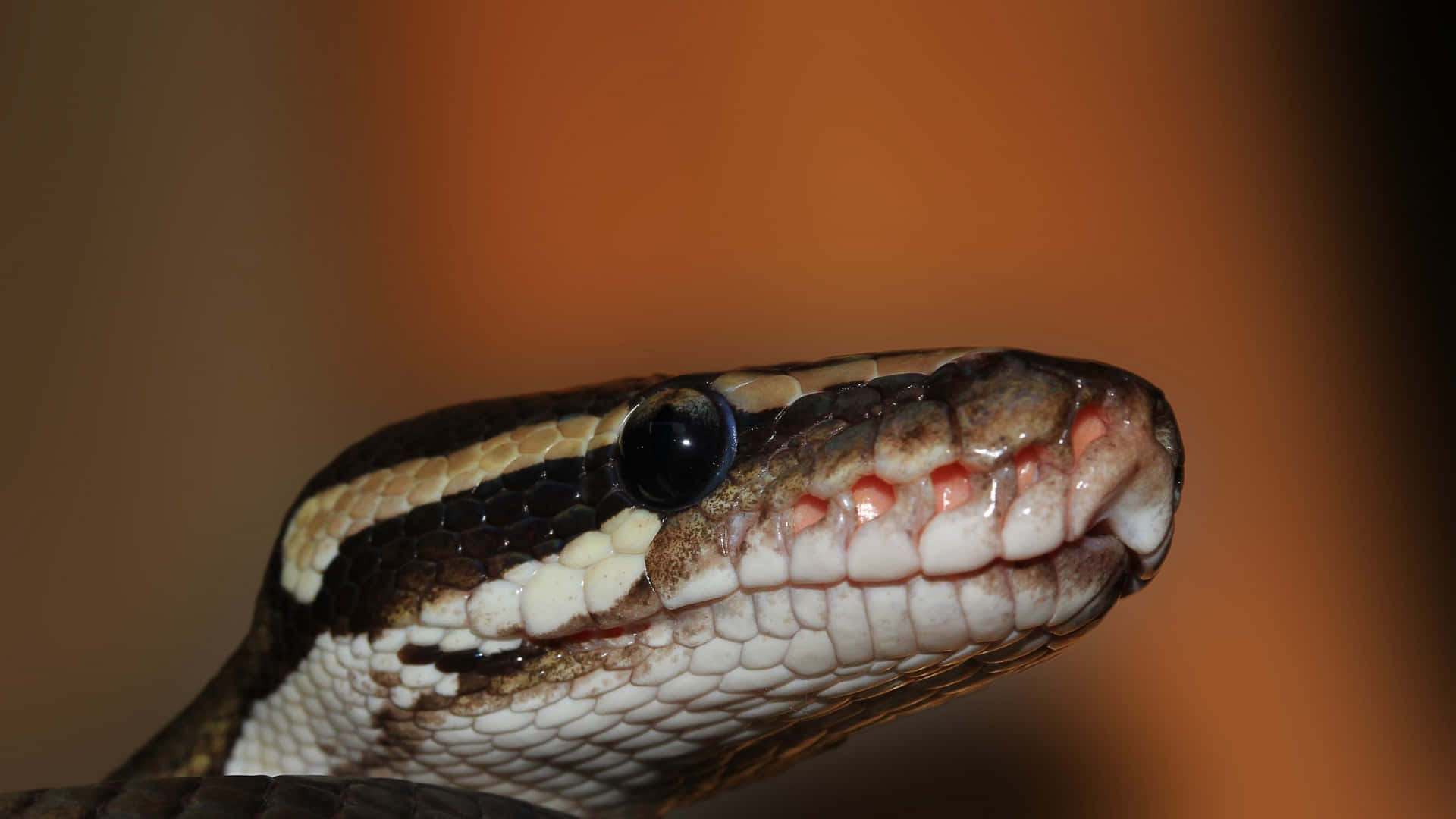 Close-up of a Brown Snake on the move in its natural habitat. Wallpaper