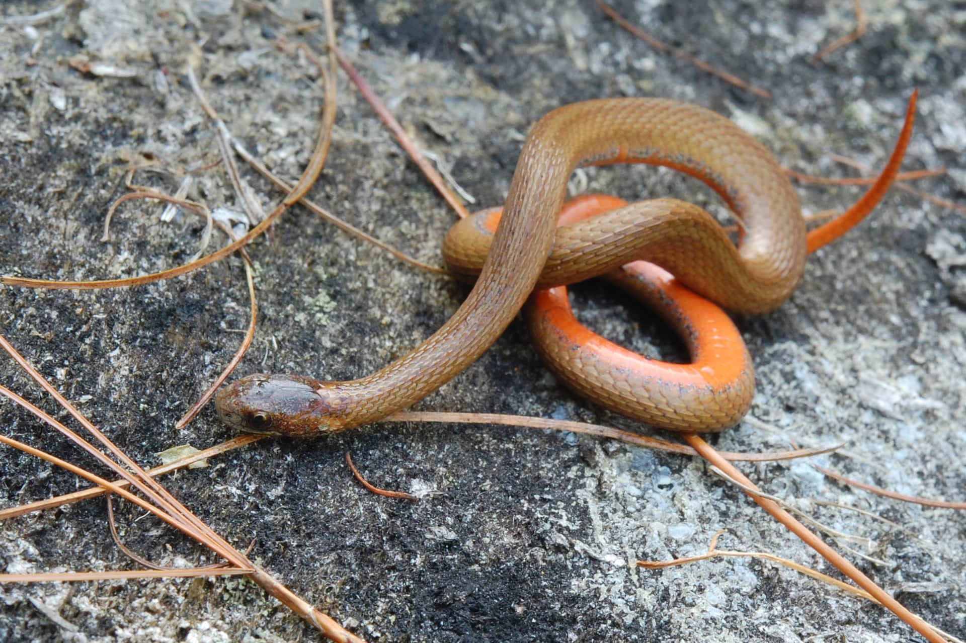 Caption: Close-up of a brown snake in its natural habitat Wallpaper