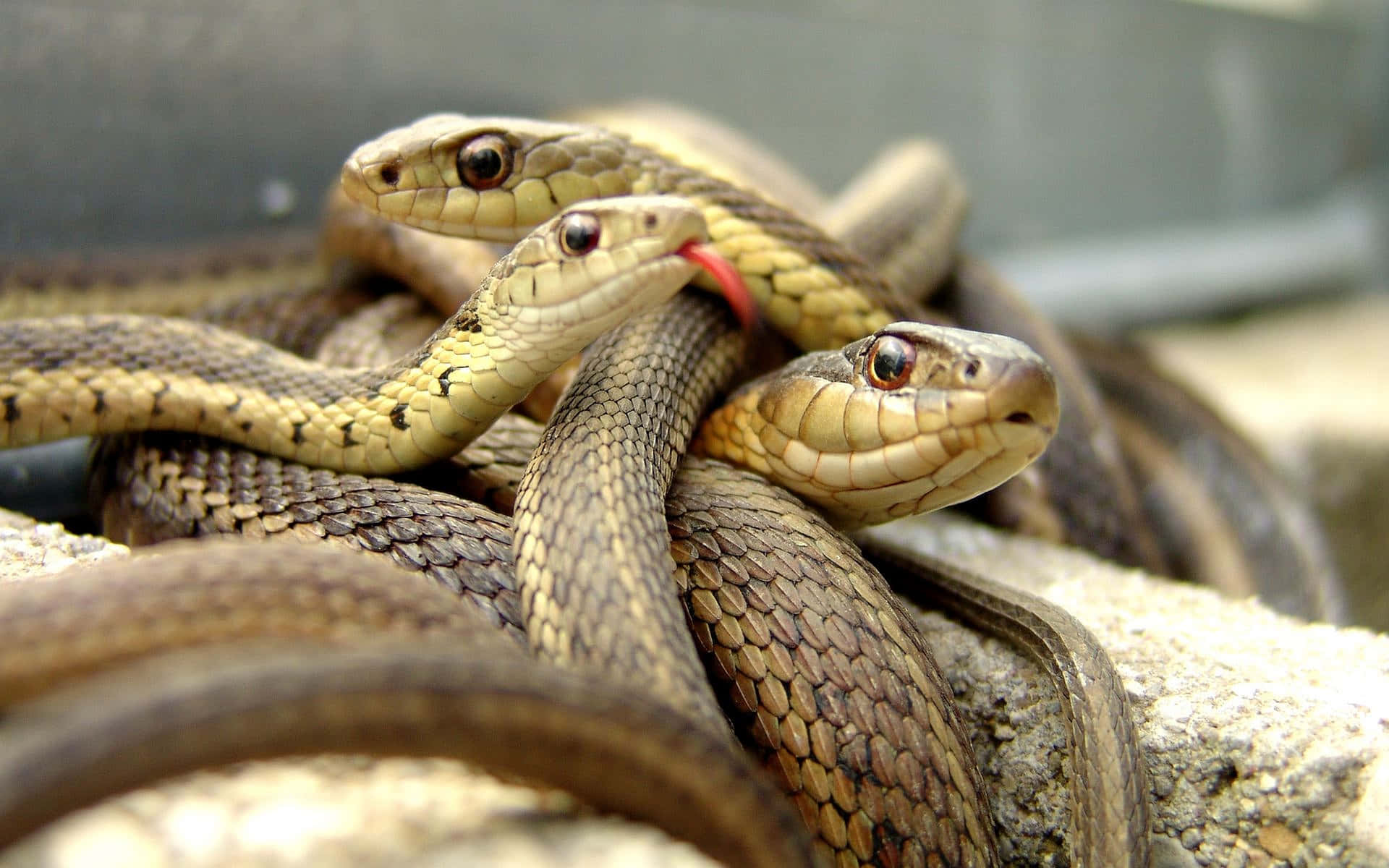 Fotode Cerca De Una Serpiente Marrón Sobre Un Fondo Natural Fondo de pantalla