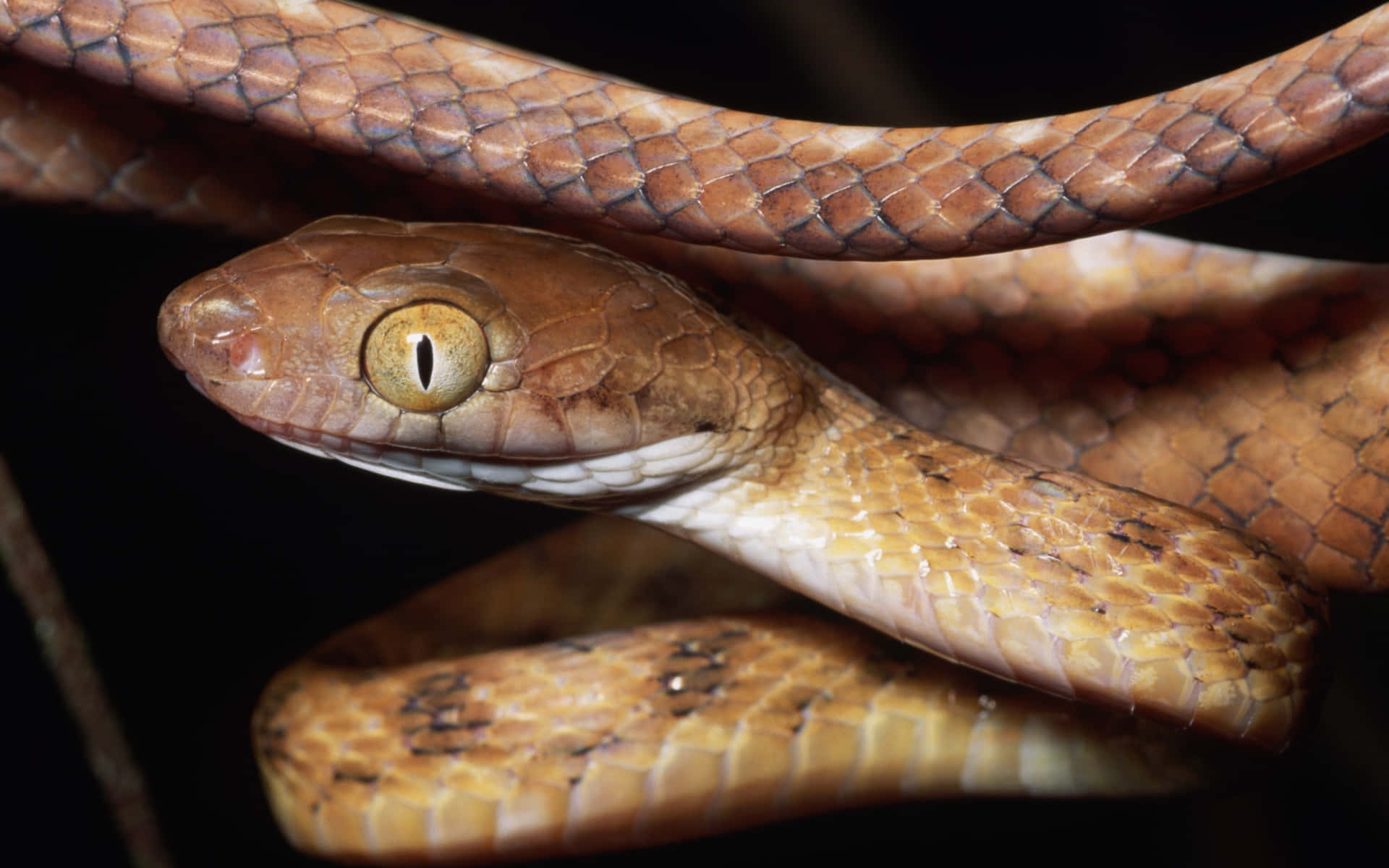 Close-up of a brown snake slithering through grass Wallpaper
