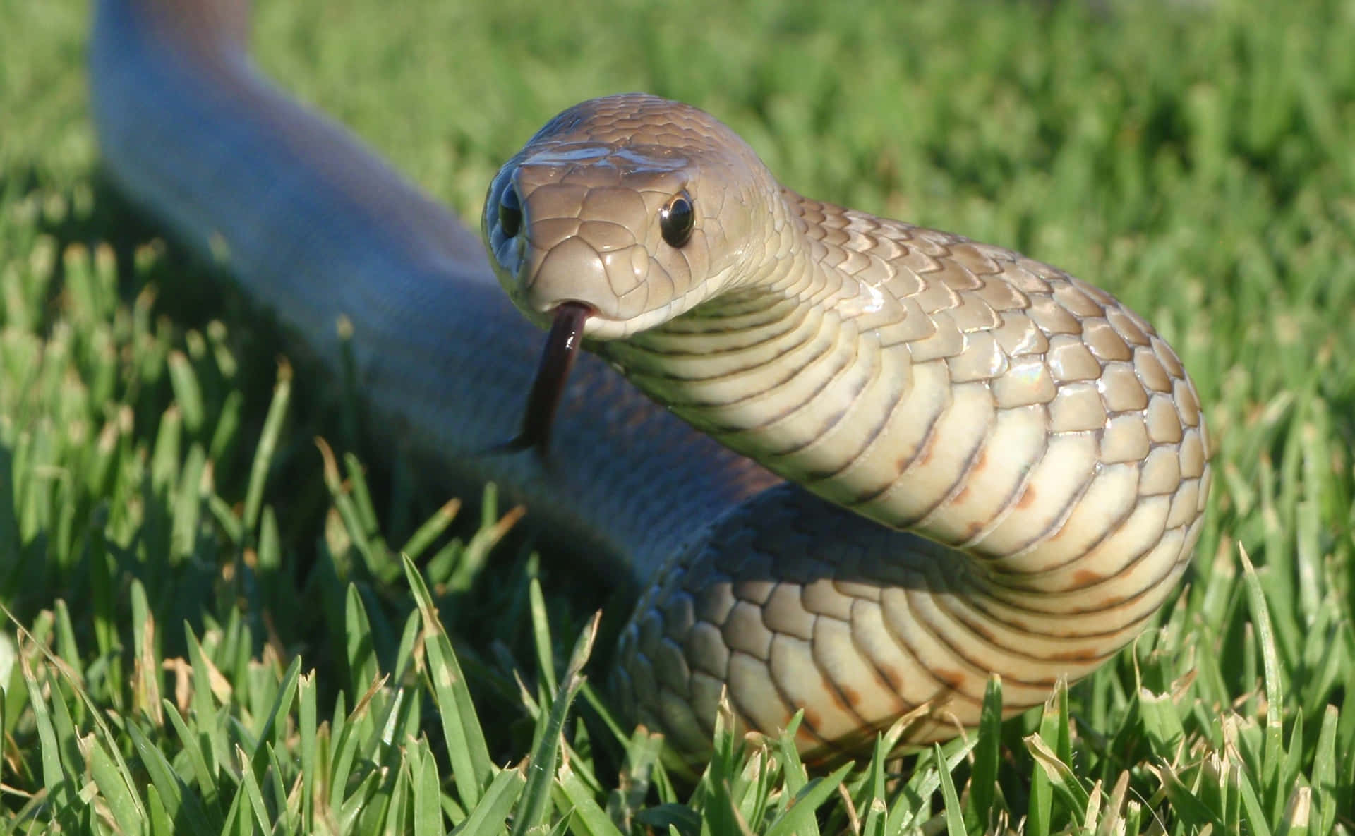 Caption: Close-up of a magnificent Brown Snake in its natural habitat Wallpaper
