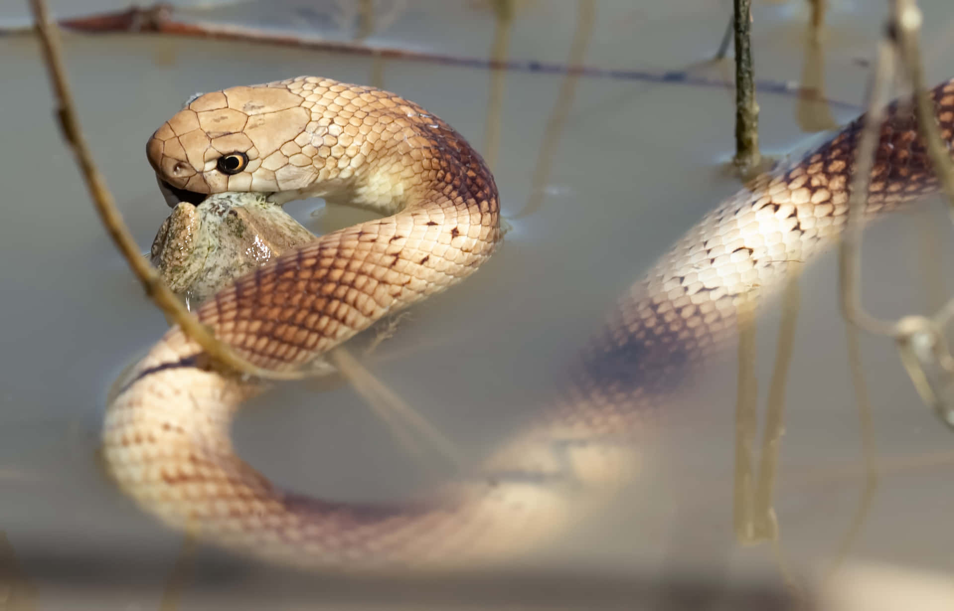 Close-up portrait of a Brown Snake in natural habitat Wallpaper