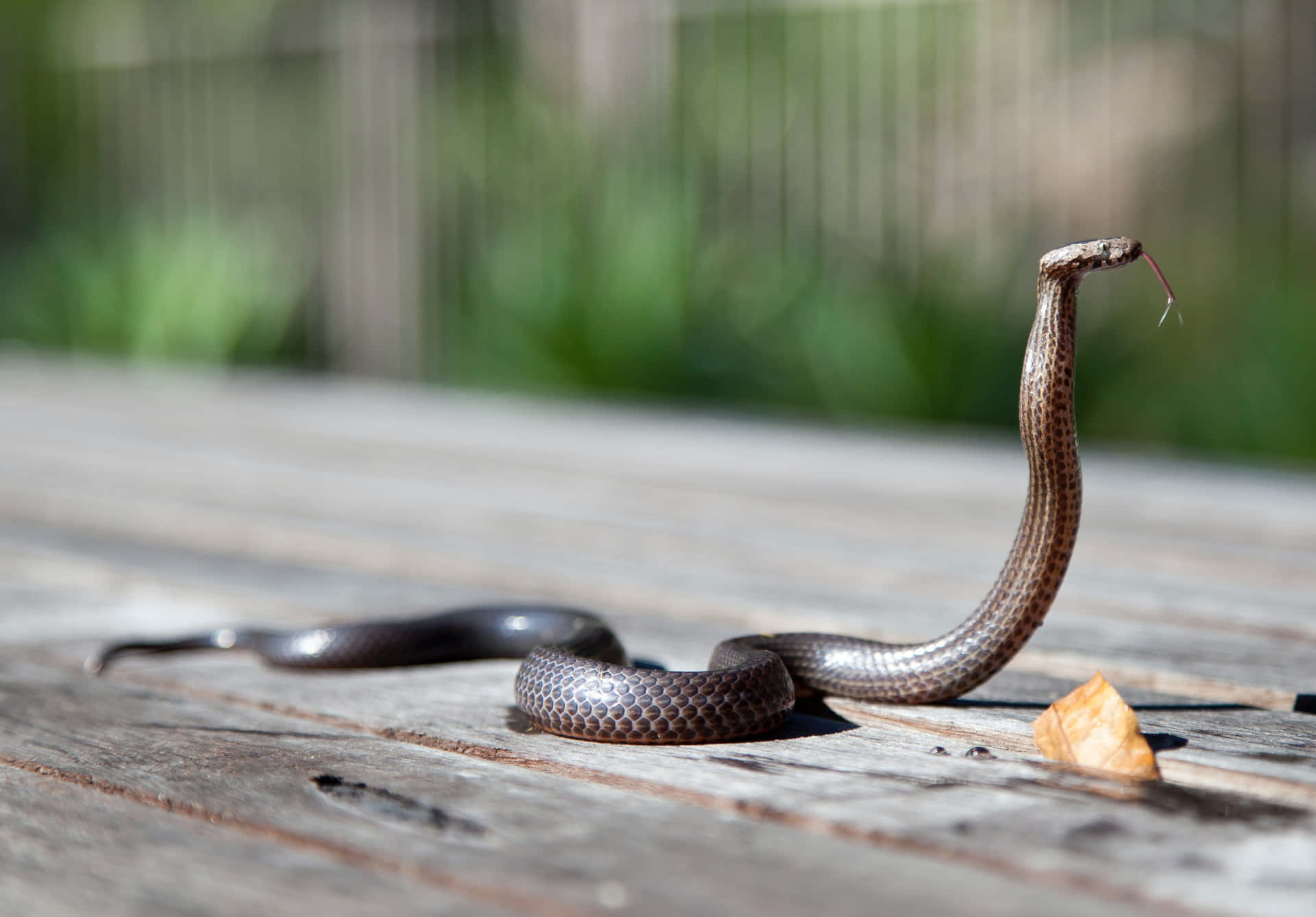 Stunning close-up of a Brown Snake in its natural habitat Wallpaper