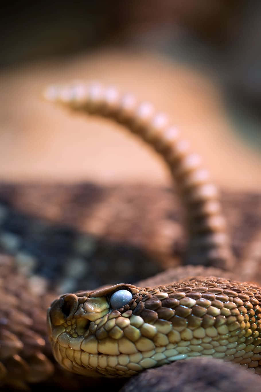 Primerplano De Una Serpiente Marrón Camuflada En La Naturaleza Fondo de pantalla