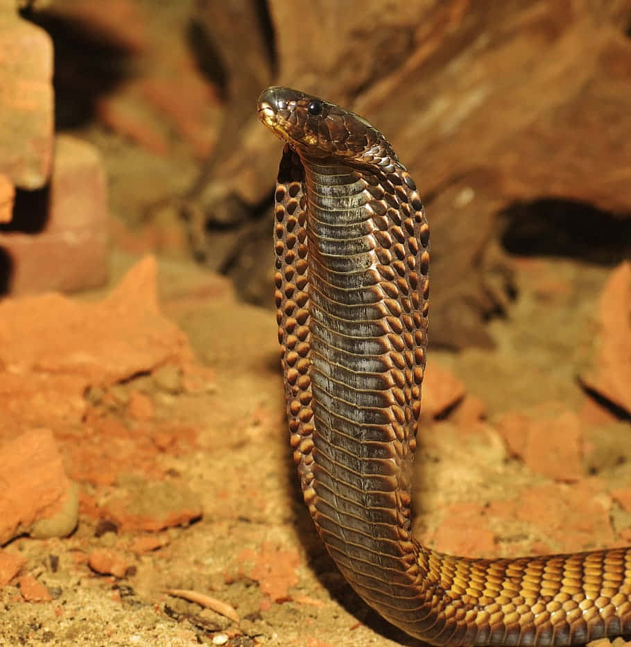 Primerplano De Una Serpiente Marrón En Su Hábitat Natural. Fondo de pantalla