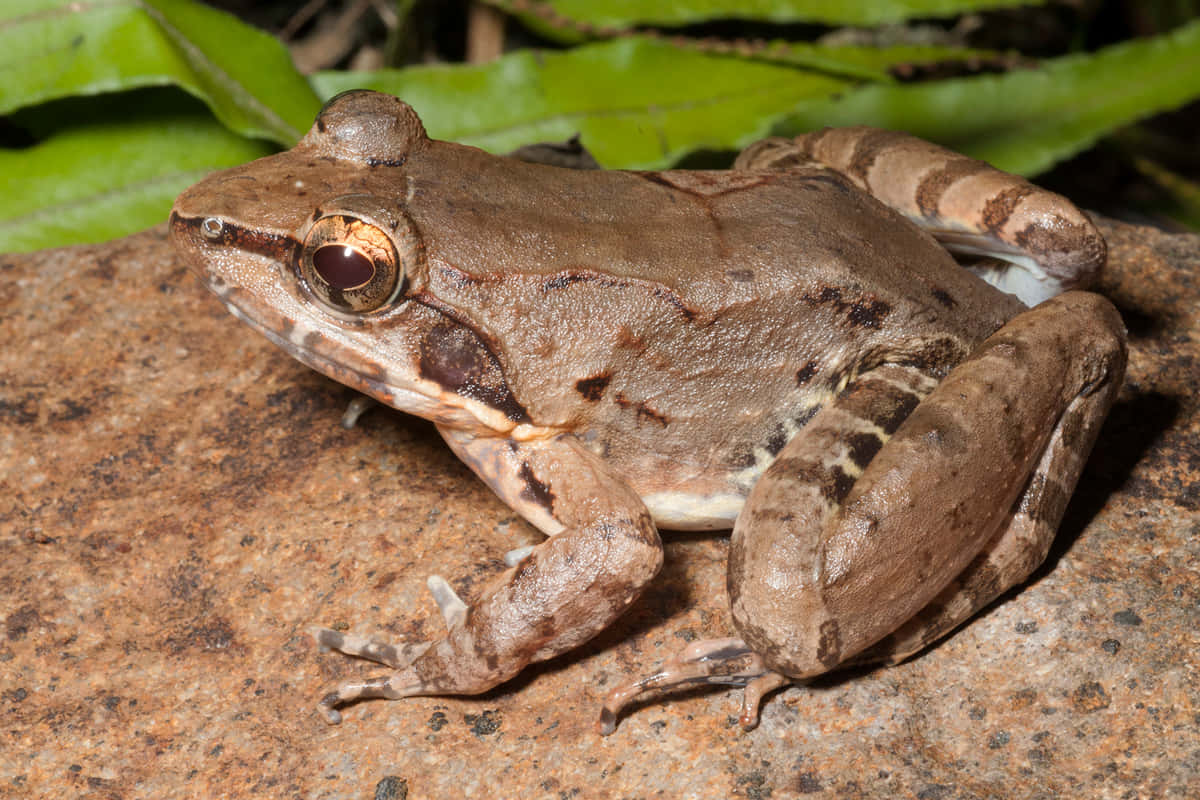 Brown South Asian Frog On Rock Wallpaper