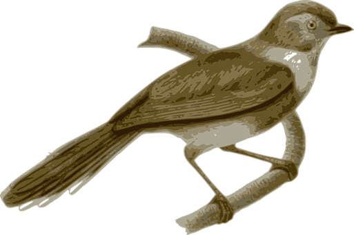 Brown Sparrow Illustration PNG