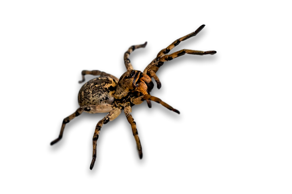 Brown Spider Isolated Background PNG