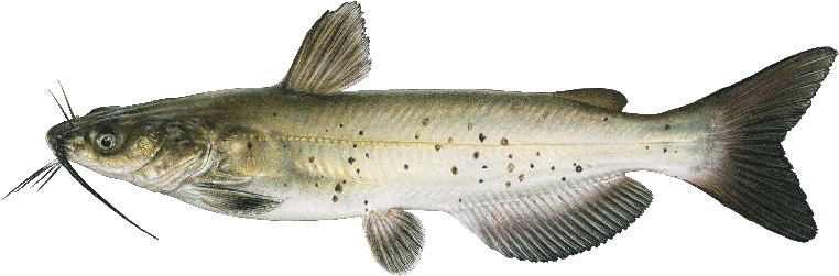 Brown Spotted Catfish Illustration PNG