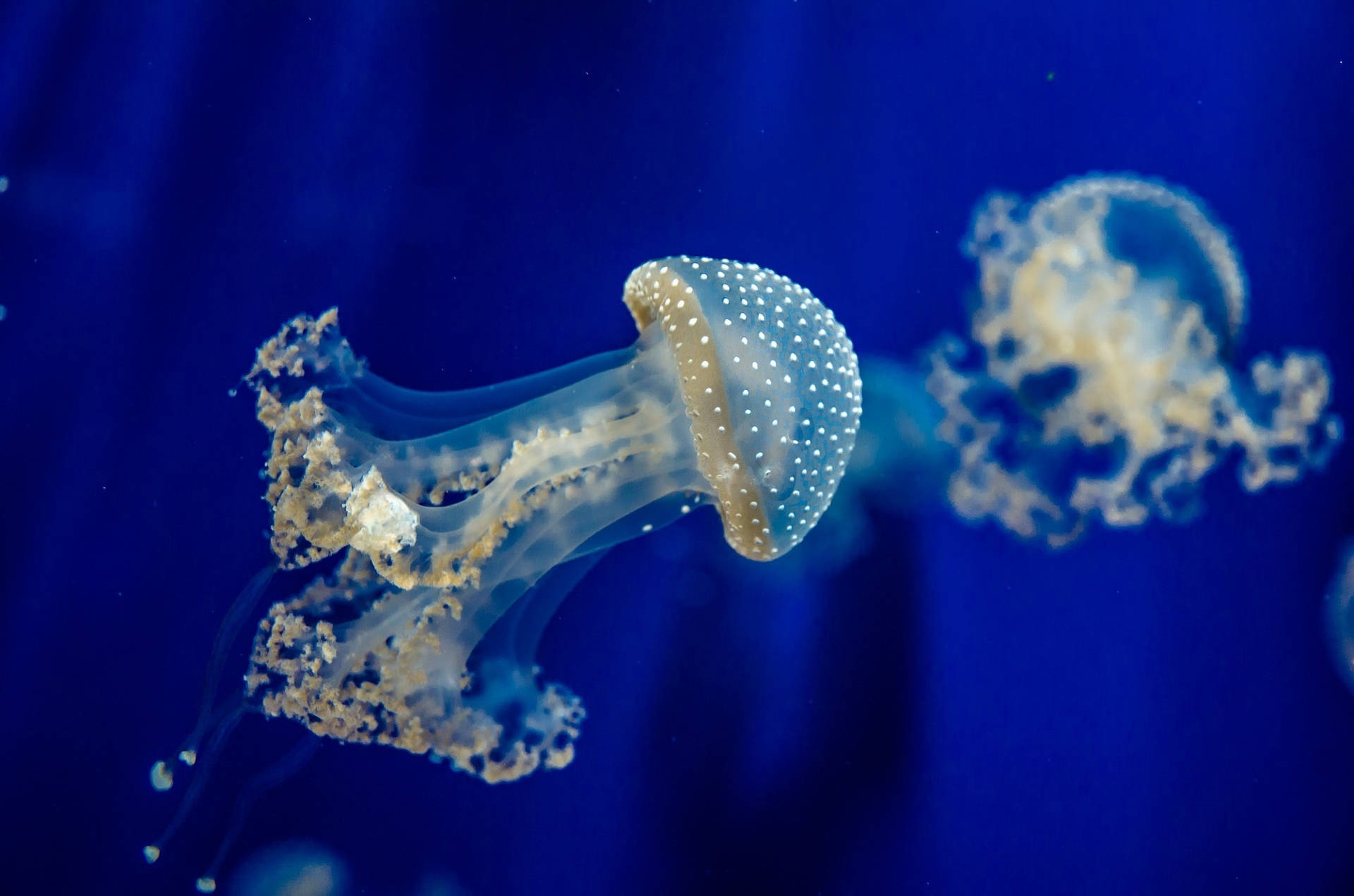 Brown Spotted Jellyfish In Blue Underwater Background
