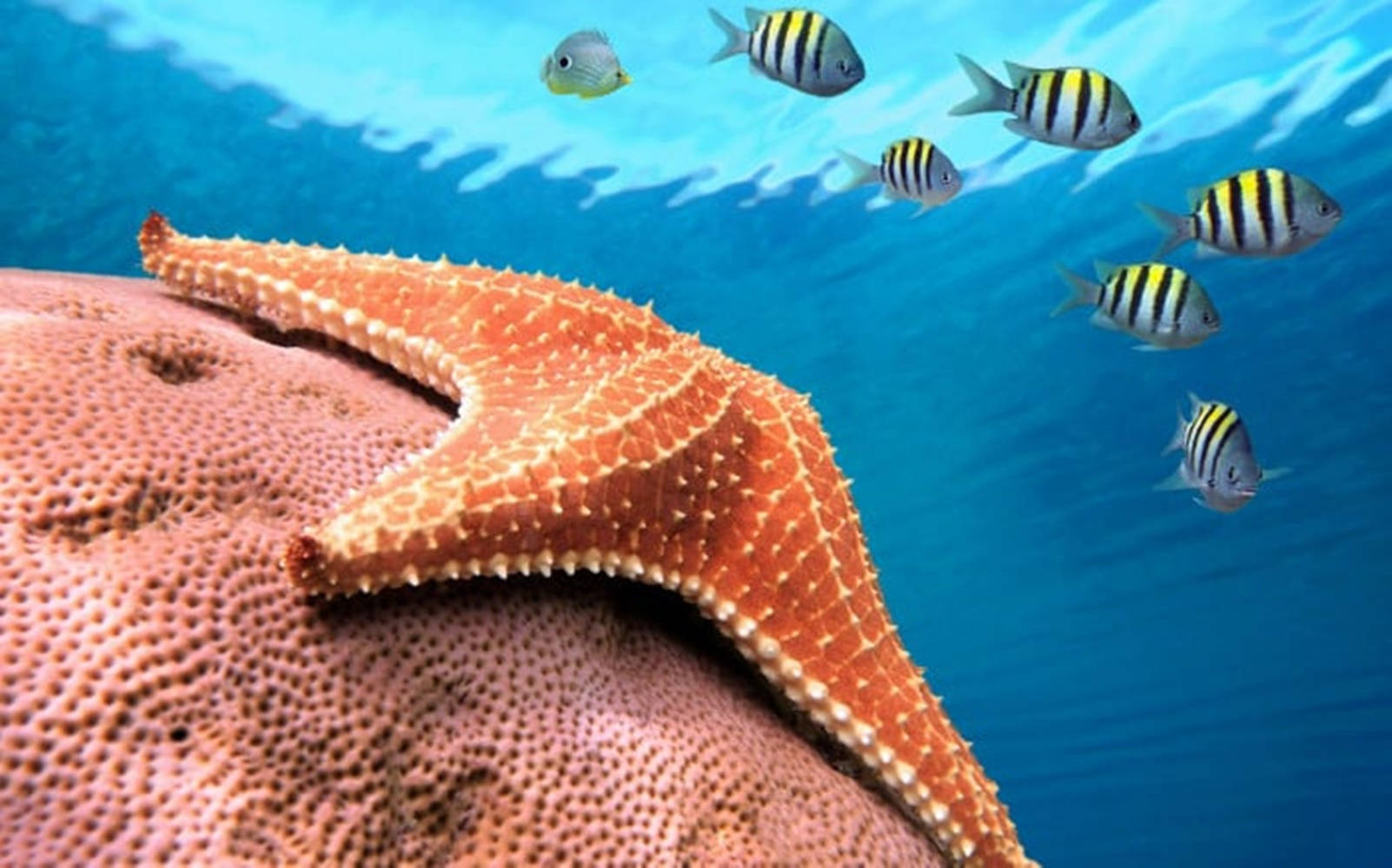 Brown Starfish And Fish Wallpaper