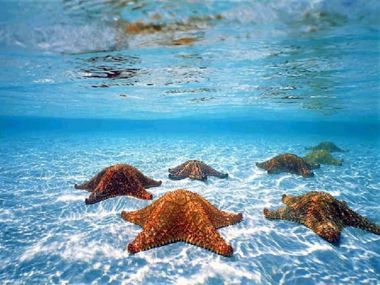 Brown Starfish In Blue Ocean Wallpaper