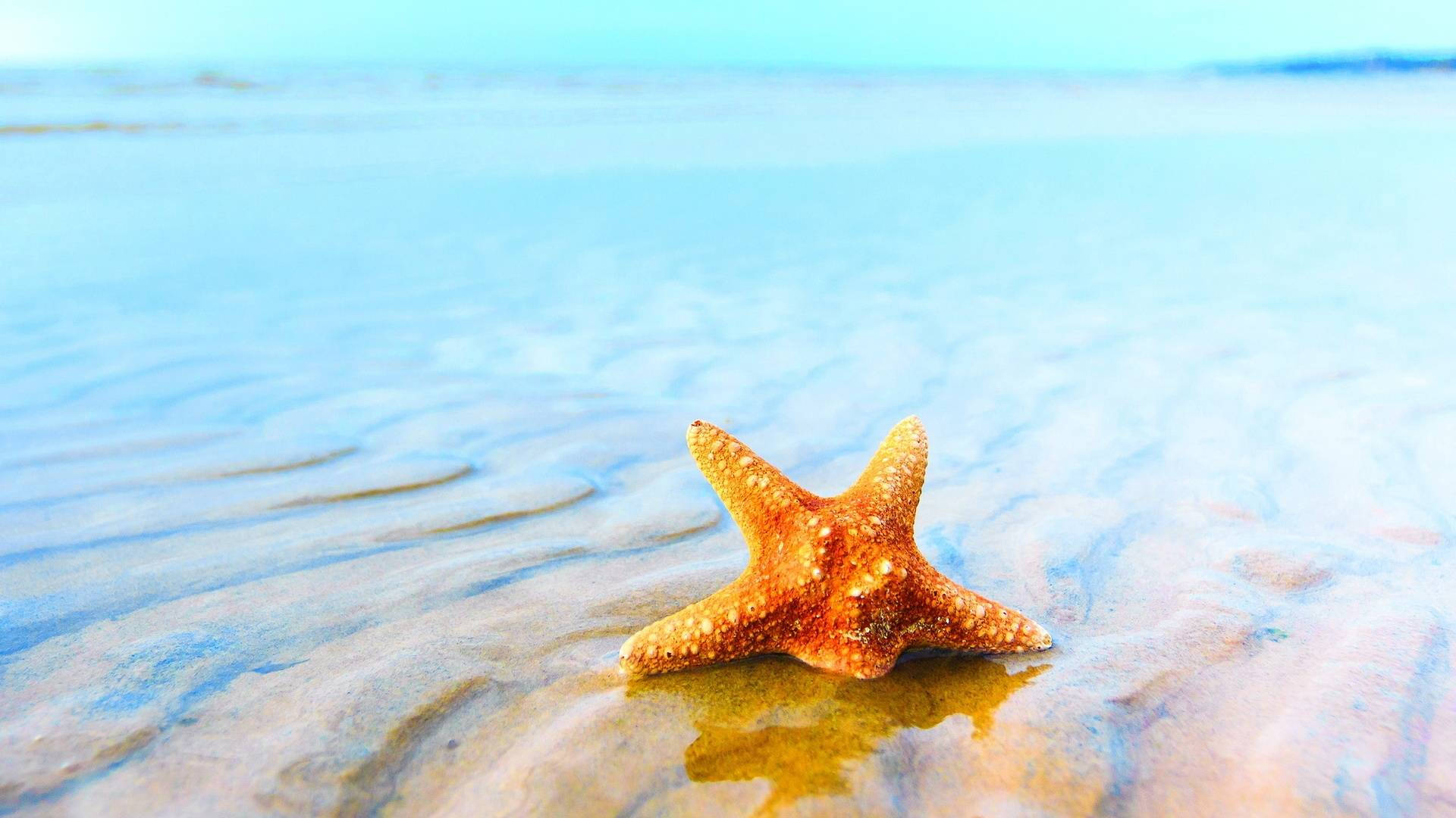 Estrellade Mar Marrón Empapada En El Mar. Fondo de pantalla