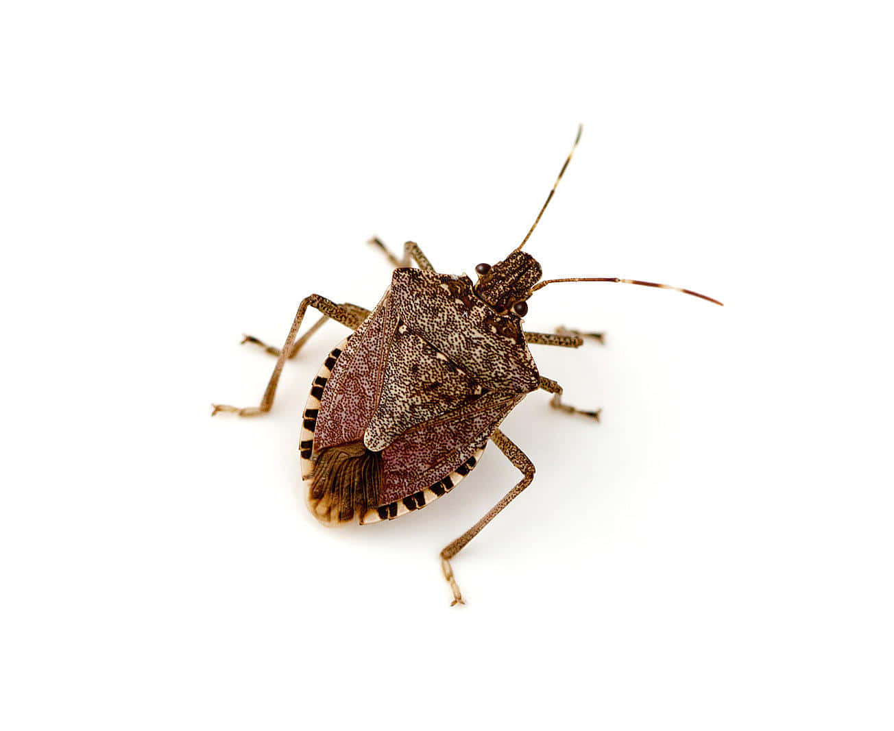 Brown Stink Bug Isolated White Background Wallpaper