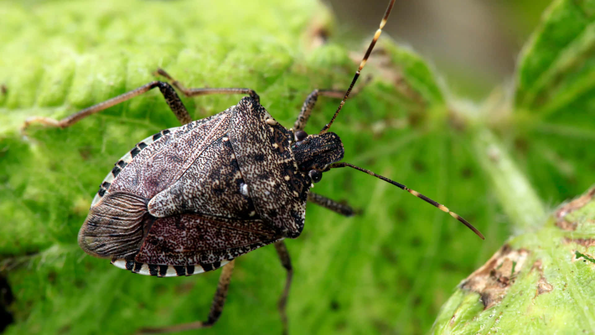 Download Brown Stink Bug On Green Leaf.jpg Wallpaper | Wallpapers.com