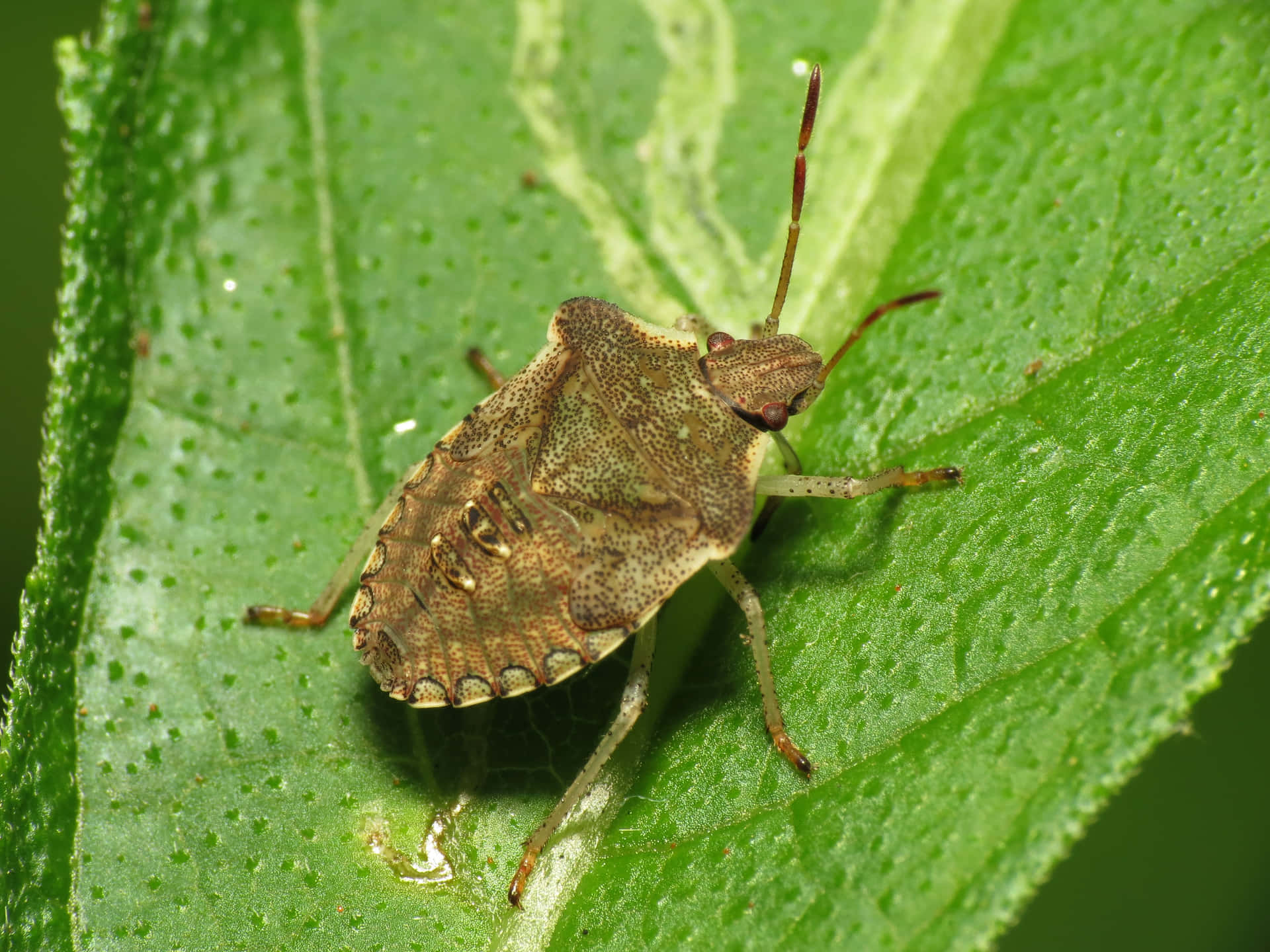 Brown Stink Bug On Green Leaf Wallpaper