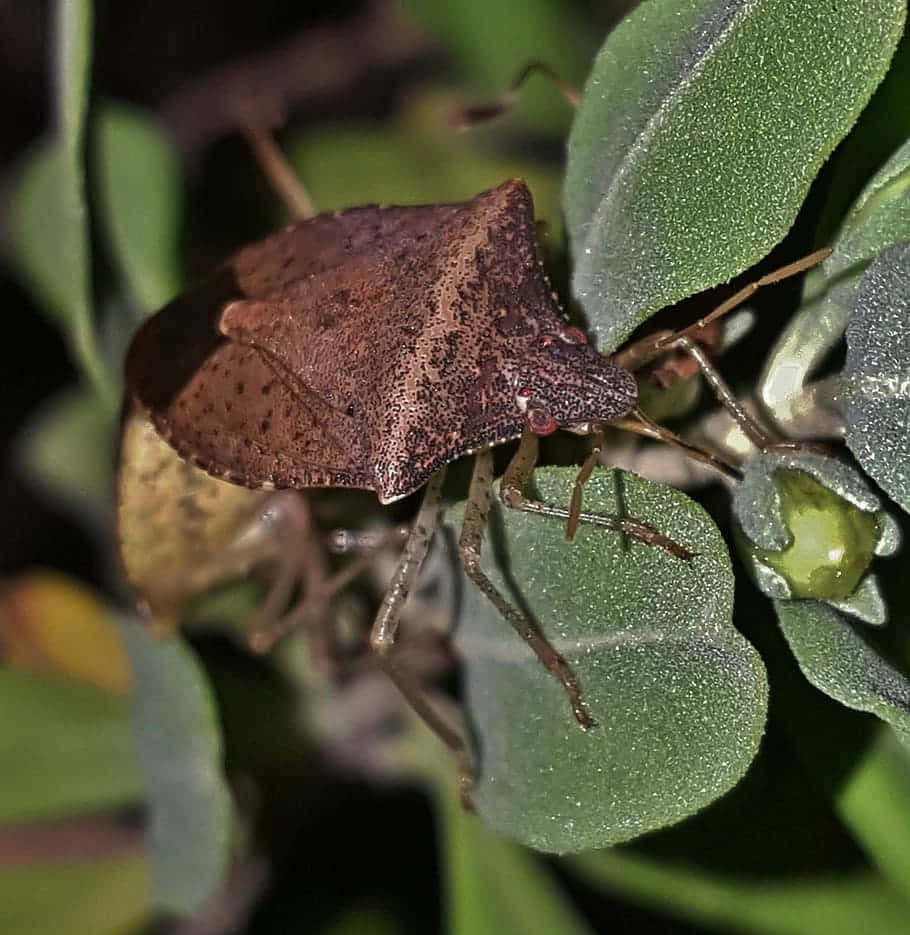 Download Brown Stink Bug On Leaf.jpg Wallpaper | Wallpapers.com