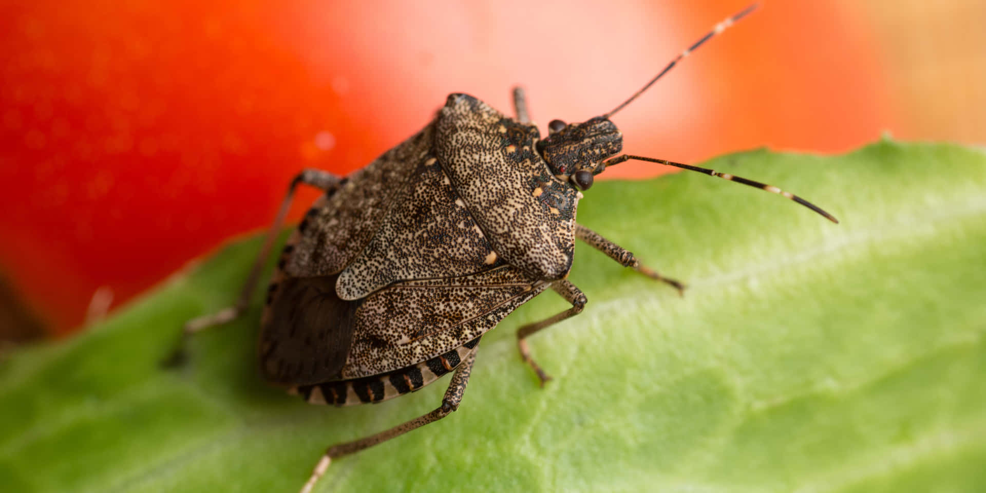 Brown Stink Bug On Leaf Wallpaper
