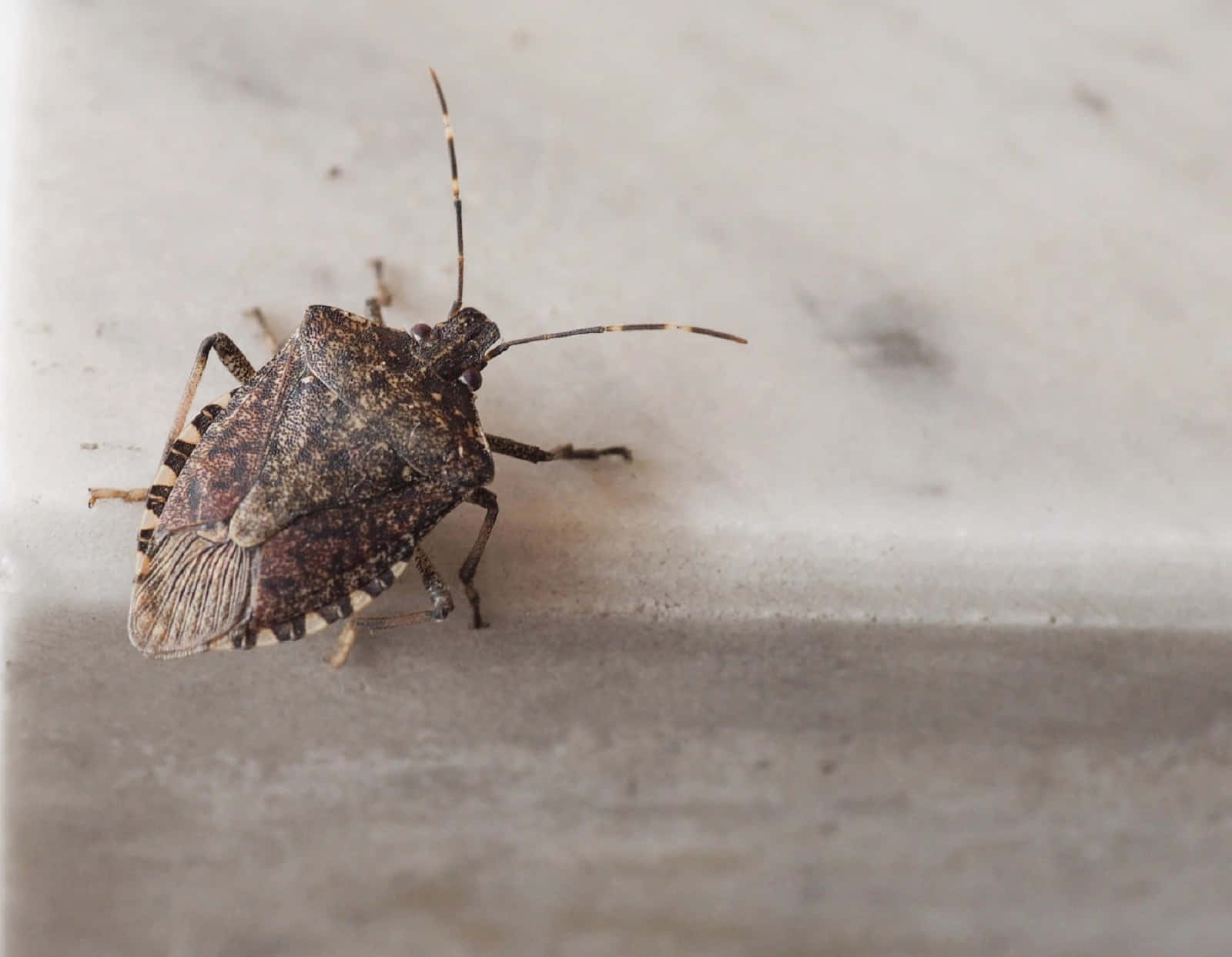 Brown Stink Bug On Surface Wallpaper
