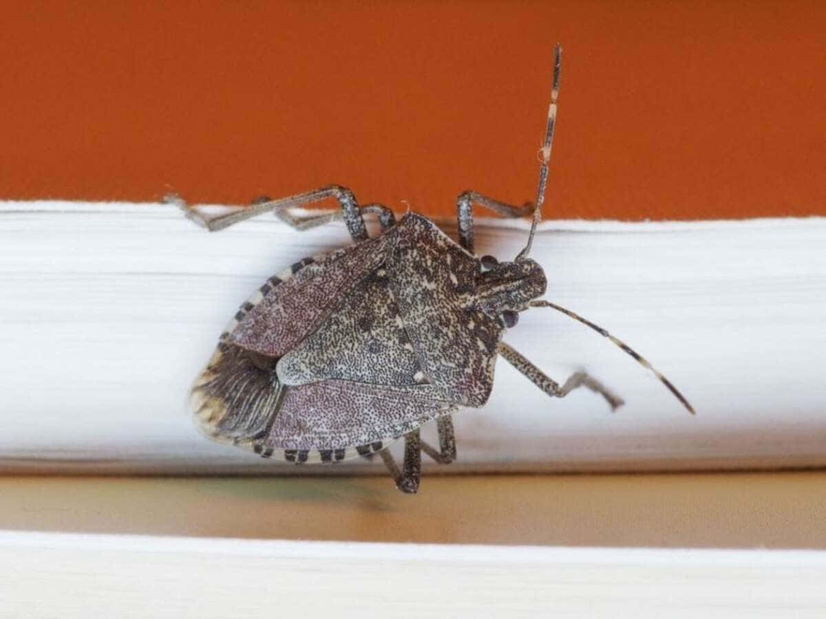 Brown Stink Bug On White Surface Wallpaper