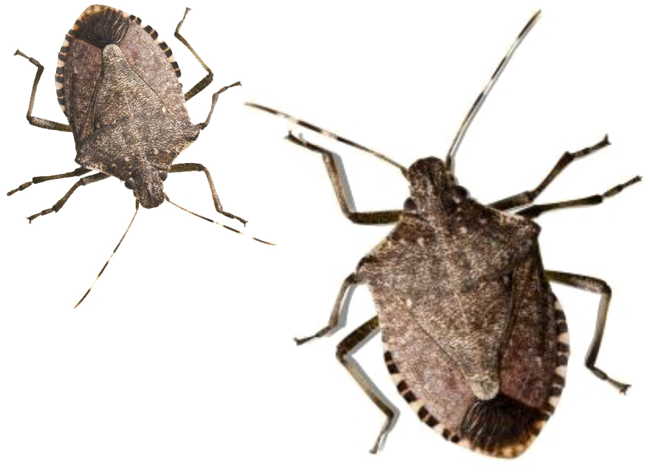 Brown Stink Bugs Isolated PNG