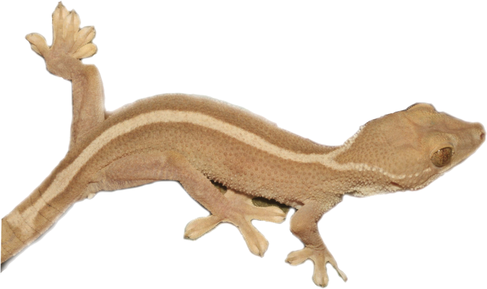 Brown Striped Gecko Isolated PNG