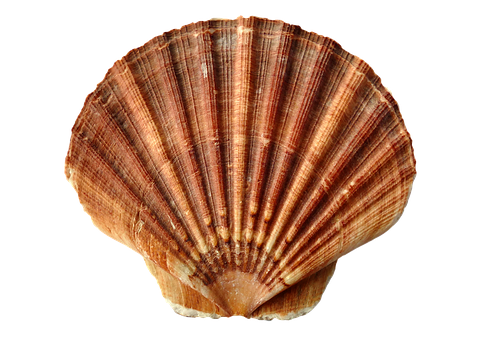 Brown Striped Scallop Shell PNG